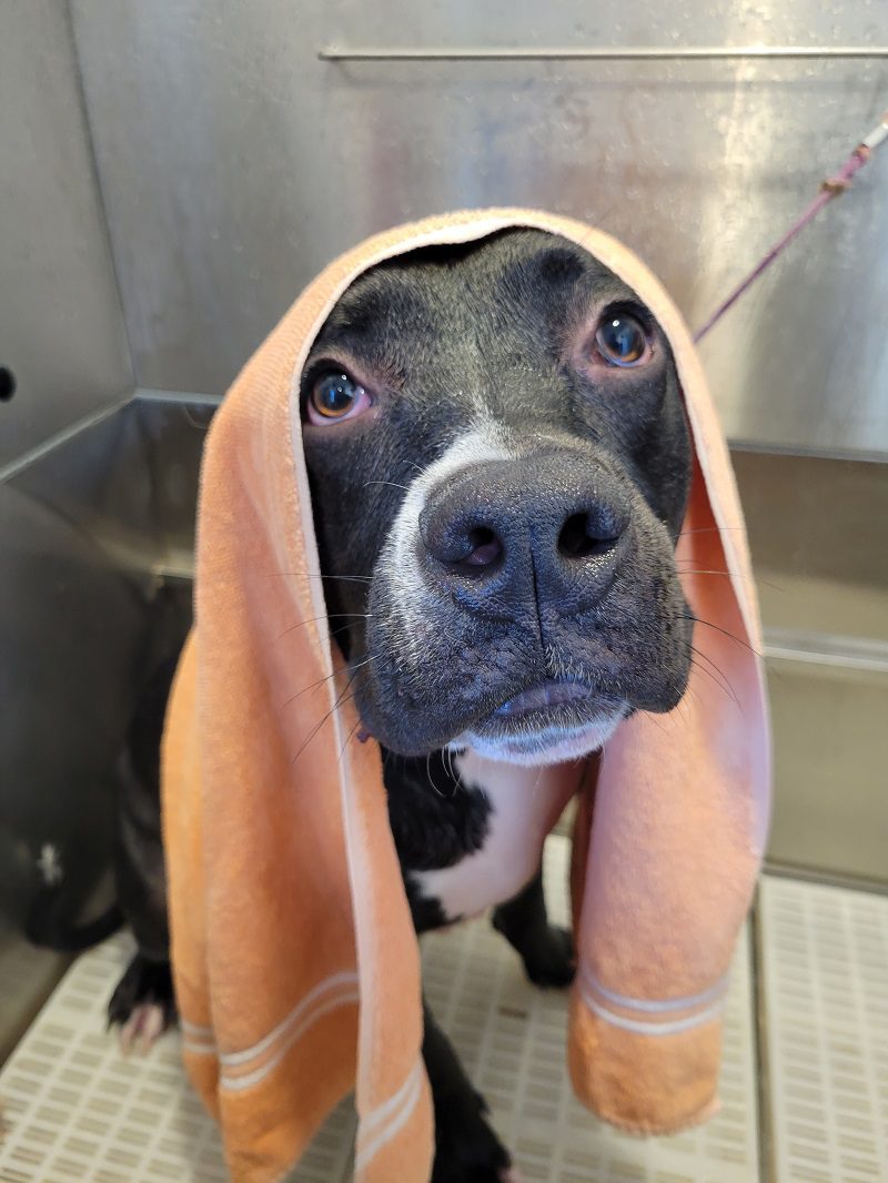 Available dogs Sol Dog Lodge and Training Center