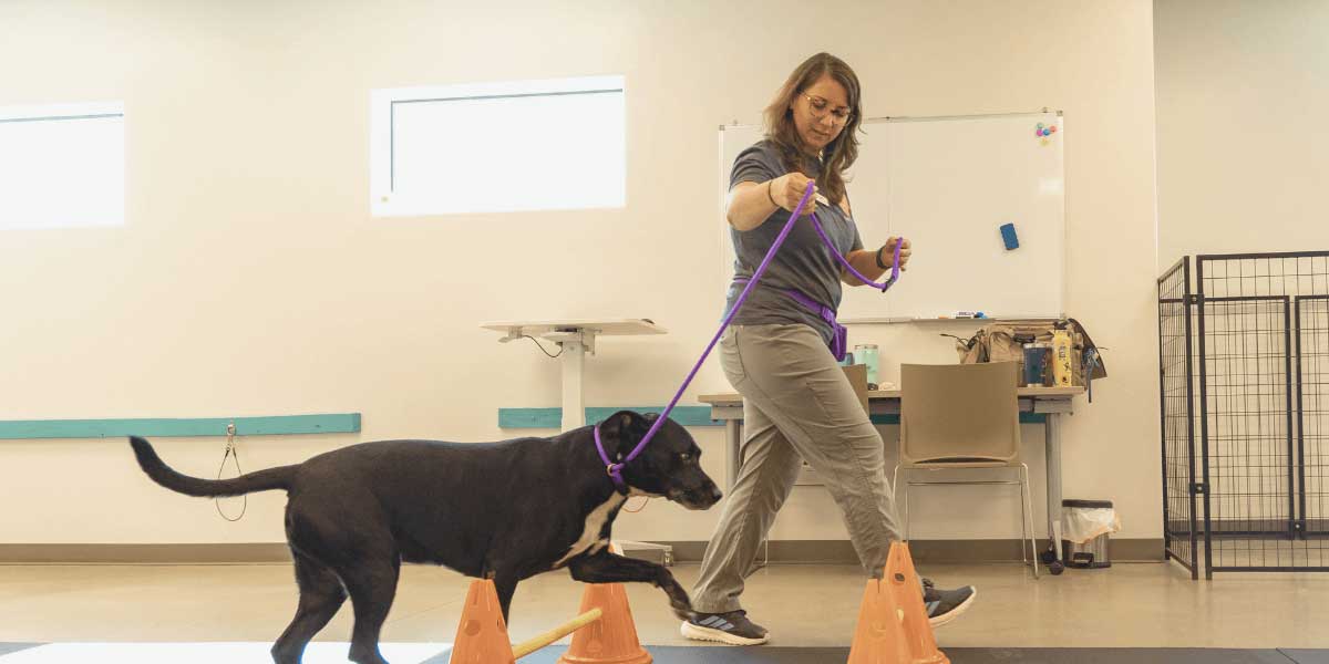 Dog Training