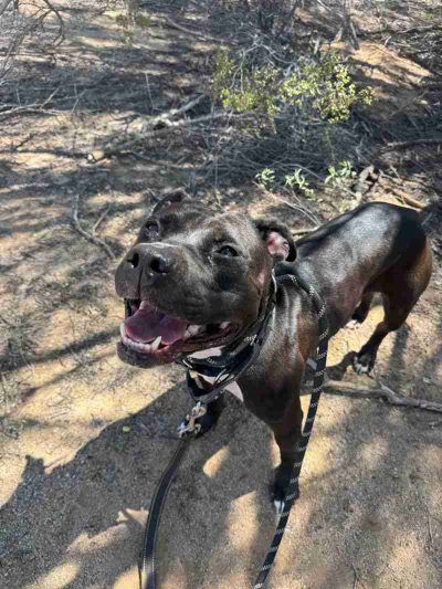 Foster+Adoption