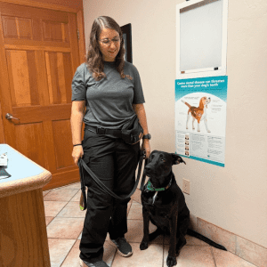 private dog training